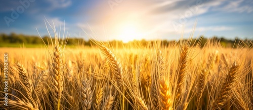 Vibrant Wheat Growing in a Serene Field on a Picturesque Farm - Wheat, Growing, Field, Farm, Wheat, Growing, Field, Farm, Wheat, Growing, Field, Farm