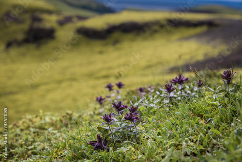 Deep Purple Wildflowers