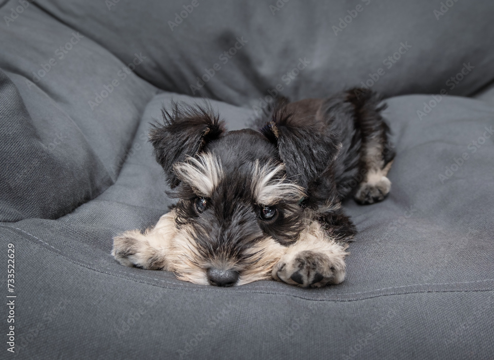 Cute schnauzer puppy lies on the chair Cute schnauzer puppy lies on the chair
