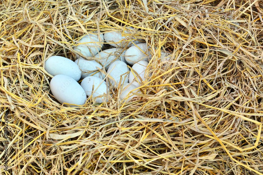 Crocodile eggs on rice straw in the farm Crocodile eggs on rice straw in the farm