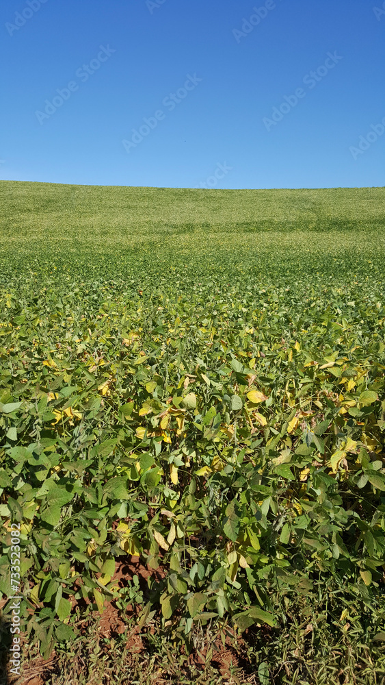 Plantação de soja no Paraná, Brasil, e céu azul ao fundo.