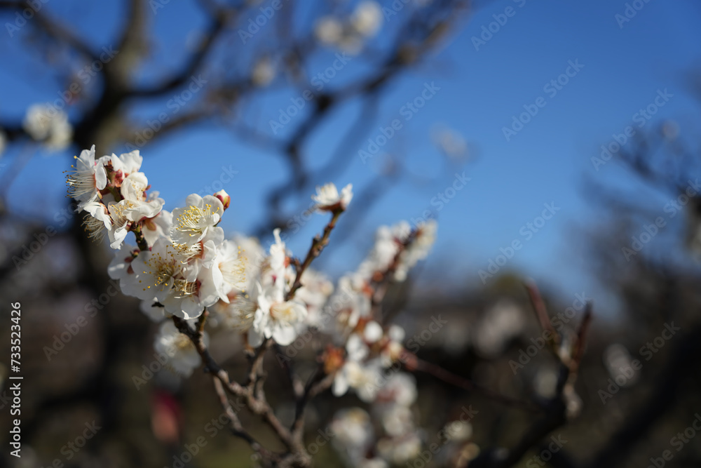 Fototapeta premium 青空の下で舞う - 白い梅の花