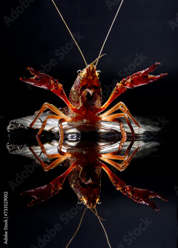 standing Gambero rosso della Louisiana - Procambarus clarkii. Ecrevisse de Louisiane, Louisiana Crayfish, Red Lobster (Ang) photo
