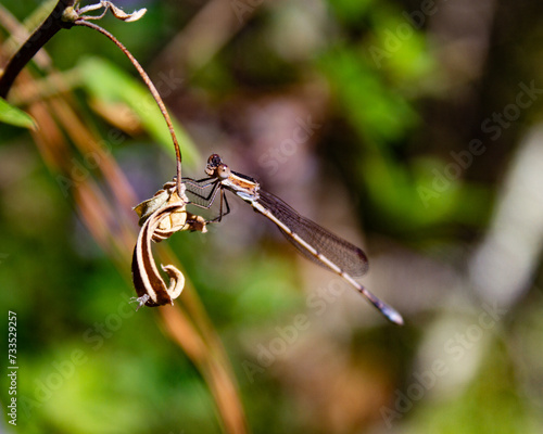 insecto descansando