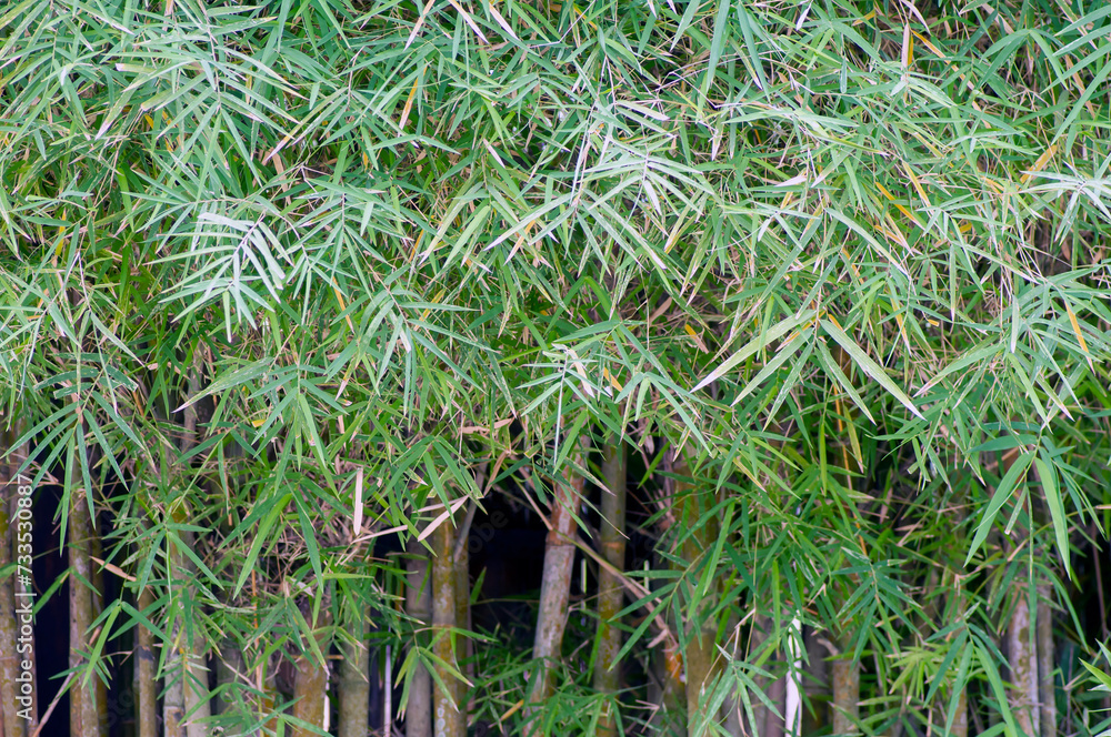Obraz premium Bamboo plants (Bambusa vulgaris) with green leaves for natural wallpaper