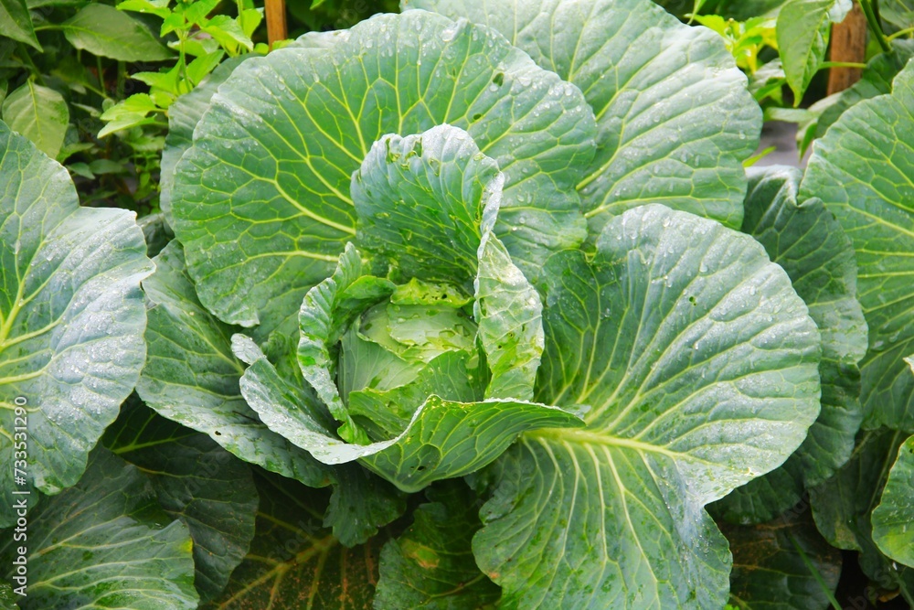 cabbage growing in the garden cabbage growing in the garden