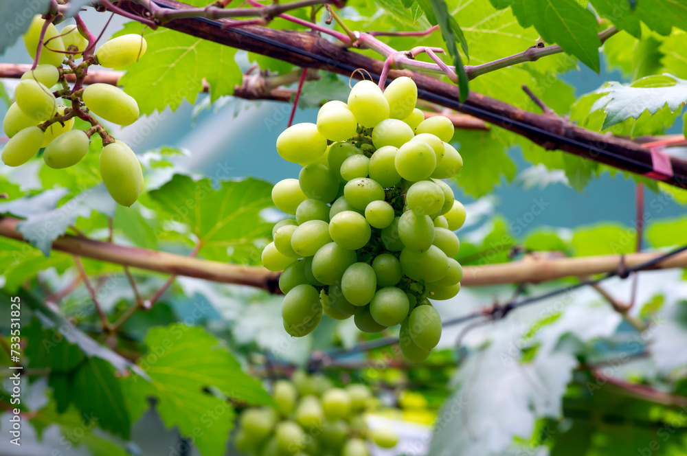 Close up of green grapes, Vitis vinifera, hanging on its tree branch. Hanging grapes