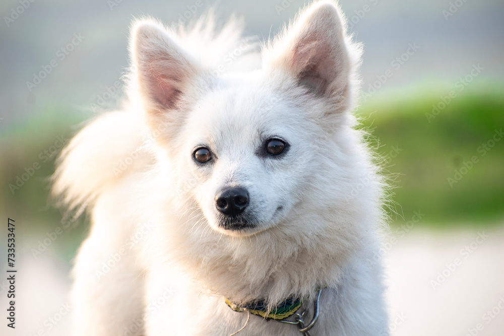 funny samoyed puppy dog in the summer garden on the green grass