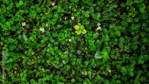 Wild green and flowering micro lettuce plants splashed with rainwater photo