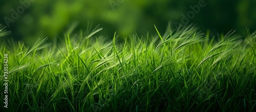 Vibrant Natural Green Grass Background with Hordeum Murinum: A Display of Natural, Green Grass on a Striking Background of Hordeum Murinum