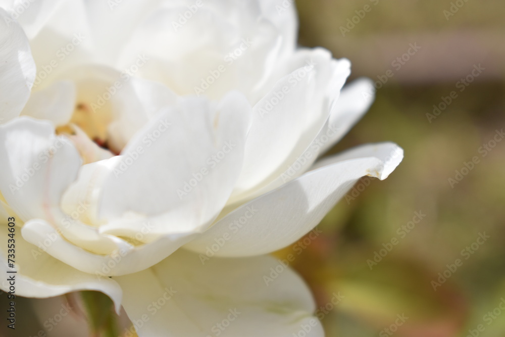 白い花 白い花