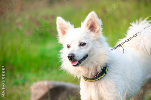Fototapeta Naklejka Na Ścianę i Meble -  funny samoyed puppy dog in the summer garden on the green grass
