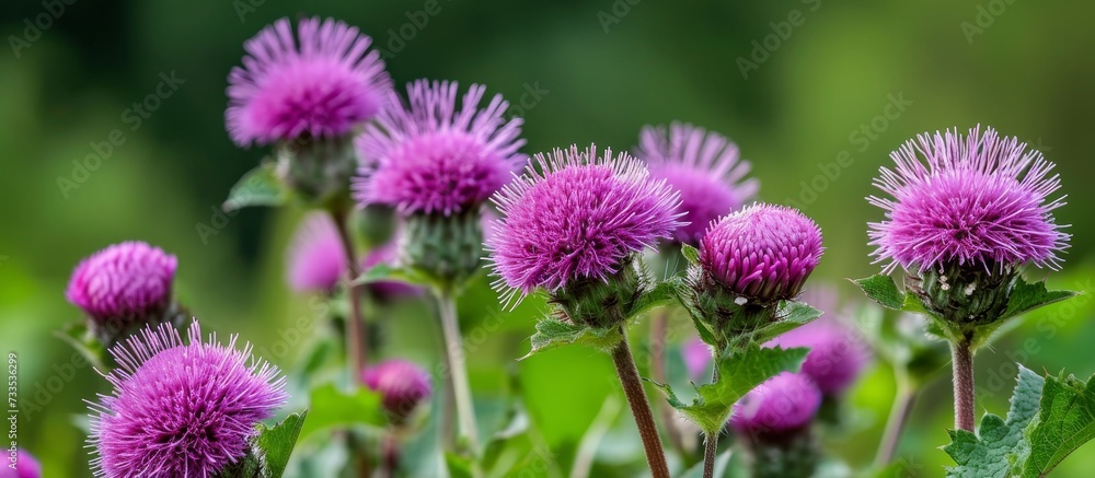 A variety of purple flowered plants, including creeping thistle, spear thistle, and artichoke thistle, are flourishing in a field. A variety of purple flowered plants, including creeping thistle, spear thistle, and artichoke thistle, are flourishing in a field.