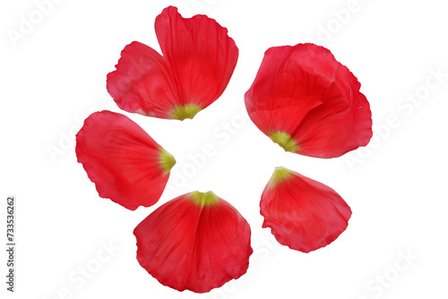 Set of vivid pink petals of poppy flowers. Beautiful pink poppy flower petals collection for design.