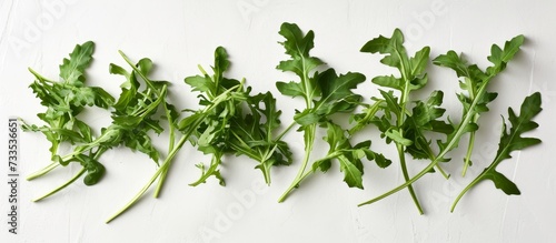 Freshly harvested arugula stems, fragmented on a white background.