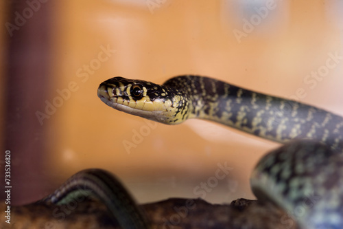 Coluber viridiflavus (Biacco) (Western Wip Snake ).  Sassari. Sardegna, Italia..