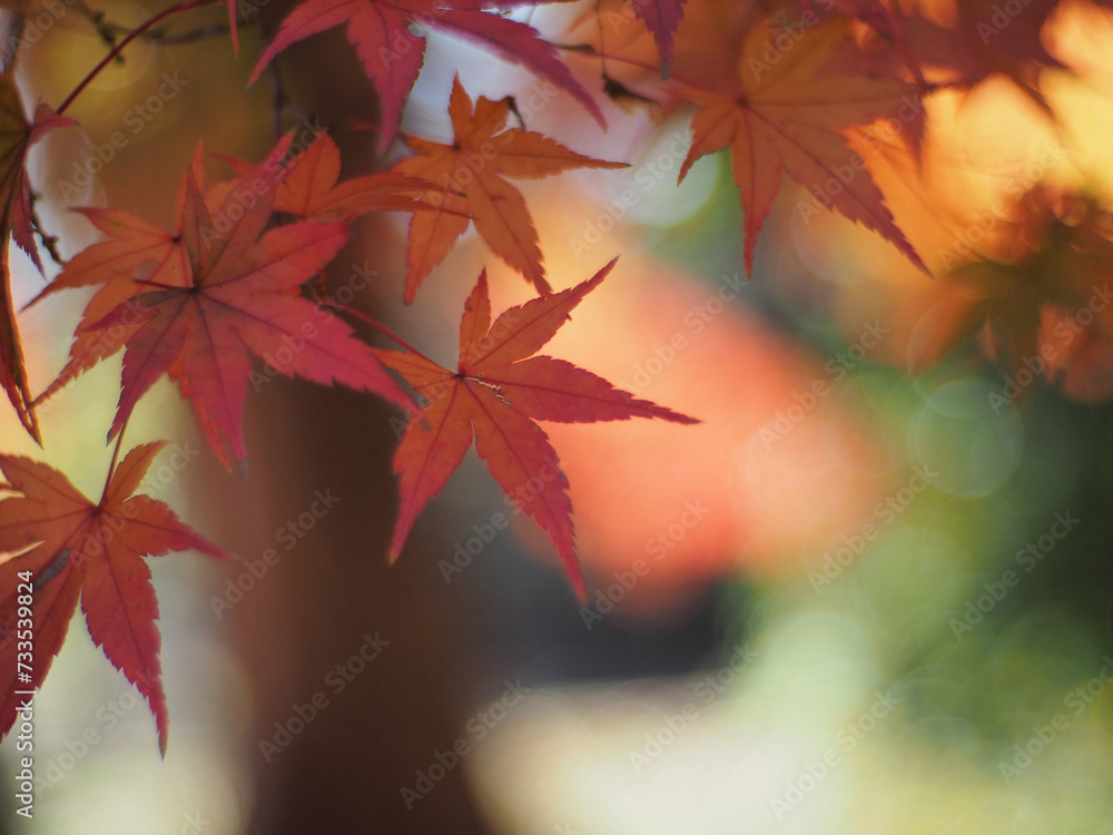 maple leaves maple leaves