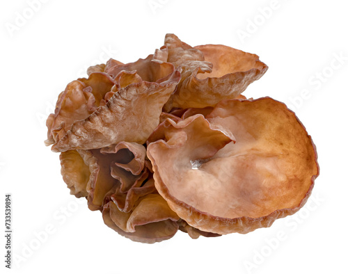 ear mushroom or Jew's ear isolated photo