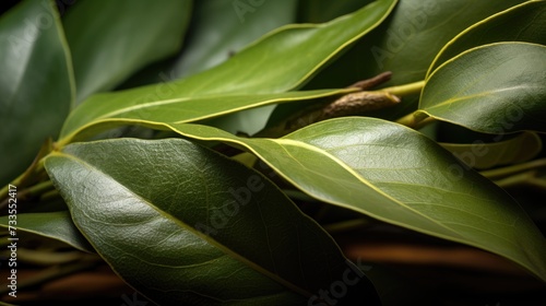 Bay leaf close-up, Hyper Real