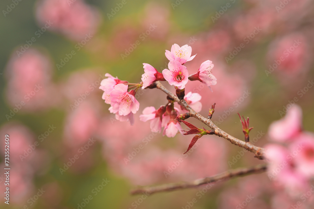 Phaya suae flower or sakura flower in Thailand Phaya suae flower or sakura flower in Thailand