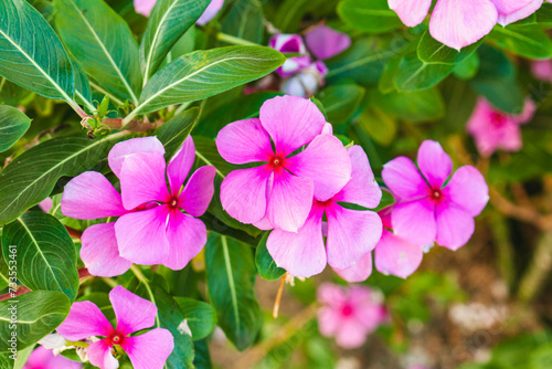 pink and purple flowers