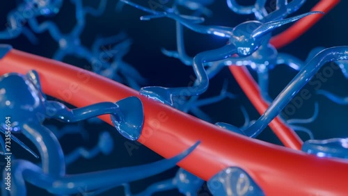 3d animation of astrocytes with blood vessel, found abundantly throughout the brain and spinal cord. photo