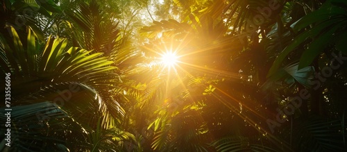 Low angle view of sun flare in the jungle scenery.