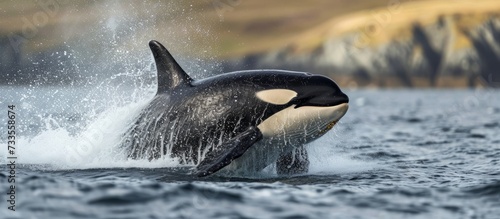 Stunning Image of a Female Killer Whale Breaching in the Kamchatka Peninsula, Pacific Ocean photo