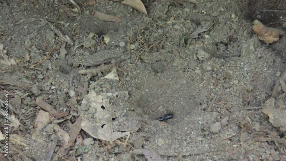 【青森県・動物】蟻地獄の戦い(ウスバカゲロウ・薄翅蜉蝣・薄羽蜉蝣・蚊蜻蛉) 【青森県・動物】蟻地獄の戦い(ウスバカゲロウ・薄翅蜉蝣・薄羽蜉蝣・蚊蜻蛉)