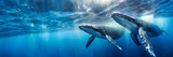 Humpback whales swimming in the ocean. Underwater scene. Panoramic banner with copy space