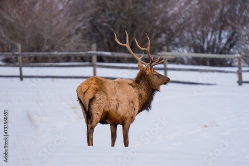 big bull elk standing stoic in winter snow pasture