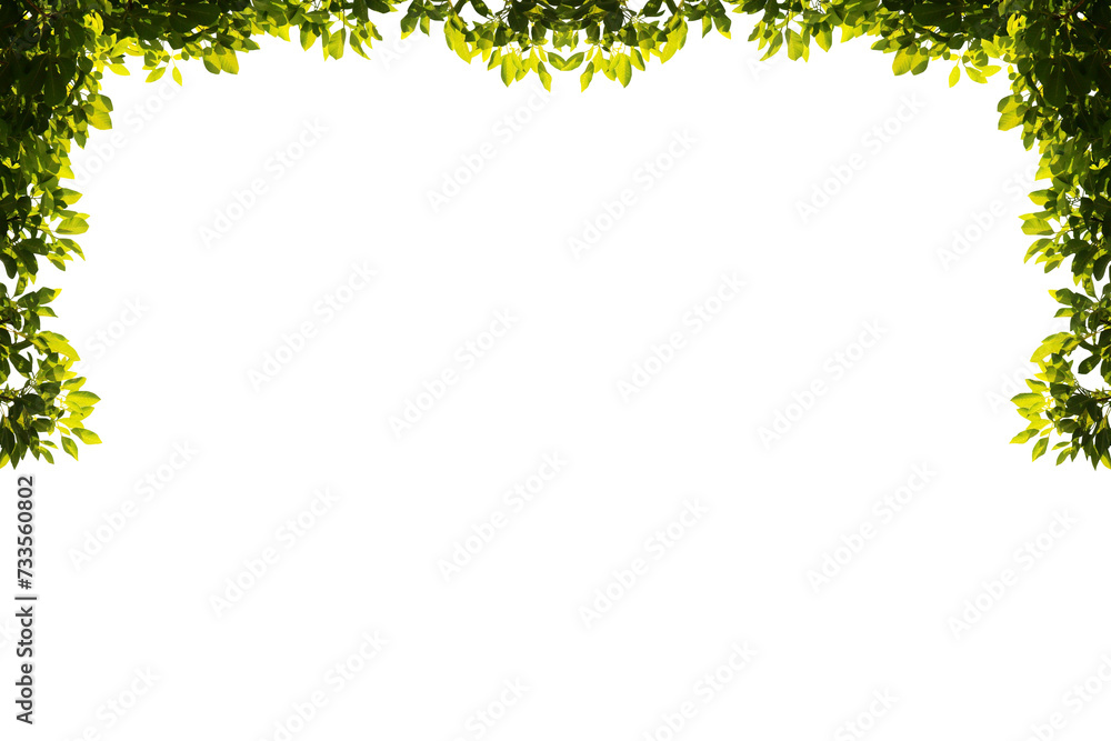 Image of bright green leaves on a transparent background png file. Image of bright green leaves on a transparent background png file.