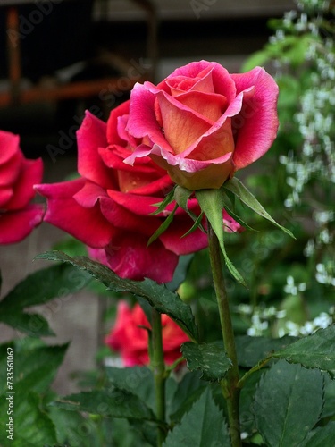 Colorful red rose, beauty nature red flower on green field