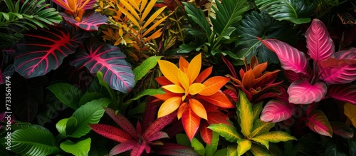 Vibrant Tropical Plant Displaying an Array of Many Colors in a Lush Tropical Garden © TheWaterMeloonProjec