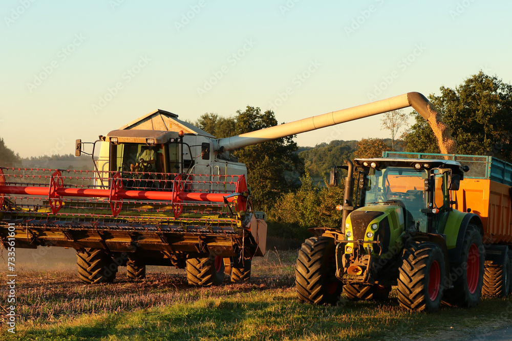 Combine harvester loading rapeseed onto a tractor at sunset. Combine harvester loading rapeseed onto a tractor at sunset.