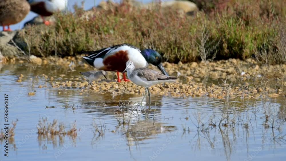 Shelduck and avocet birds resting on rocks by the water, (Spatula clypeata), (Recurvirostra avosetta) . (Tringa Nebularia) Foraging for Food with Flock of Birds in Background, in natural parck Sa Shelduck and avocet birds resting on rocks by the water, (Spatula clypeata), (Recurvirostra avosetta) . (Tringa Nebularia) Foraging for Food with Flock of Birds in Background, in natural parck Sa