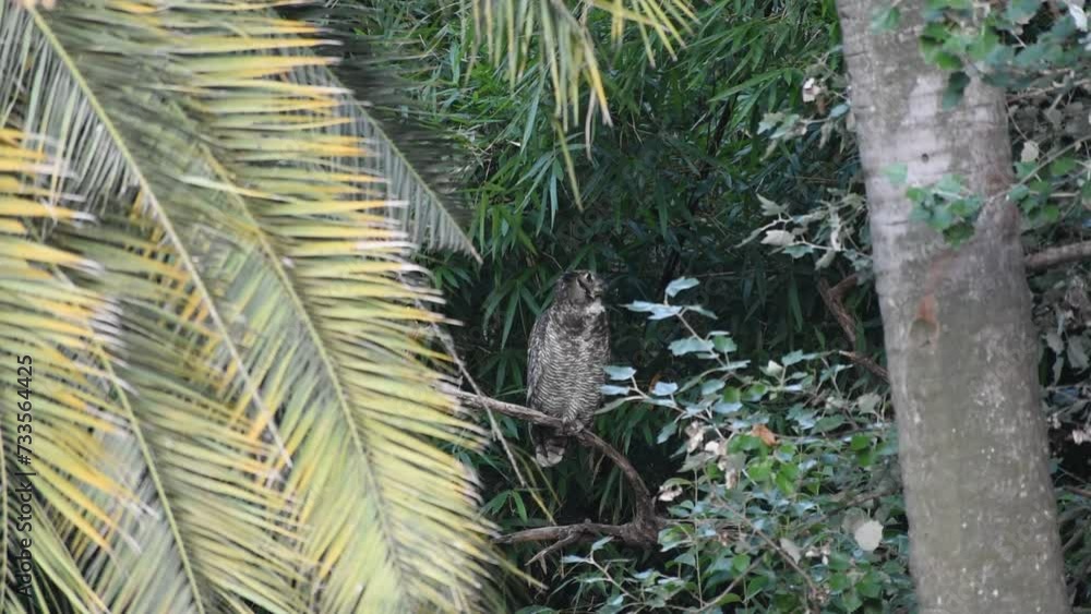 Adult free-ranging Virginia eagle owl (Bubo virginianus) stretching and preening in Bosques de Palermo Park in the city of Buenos Aires, Argentina, South America Adult free-ranging Virginia eagle owl (Bubo virginianus) stretching and preening in Bosques de Palermo Park in the city of Buenos Aires, Argentina, South America
