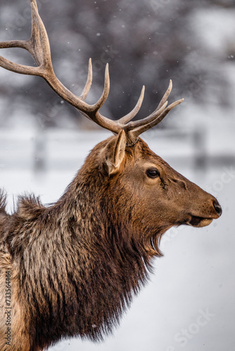 side portrait of bull elk with antlers © Tedi S Photography