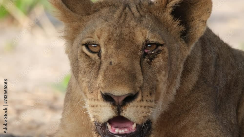 An Observation of a Female Lion Panting - Close Up An Observation of a Female Lion Panting - Close Up