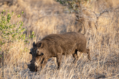 Common warthog grazing during golden hour in sub Saharan Africa photo