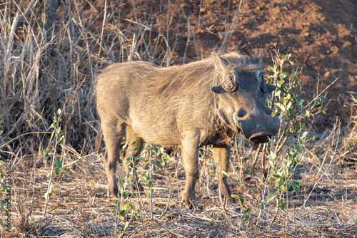 Common warthog standing during golden hour in sub Saharan Africa photo