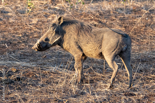Common warthog during golden hour in sub Saharan Africa photo