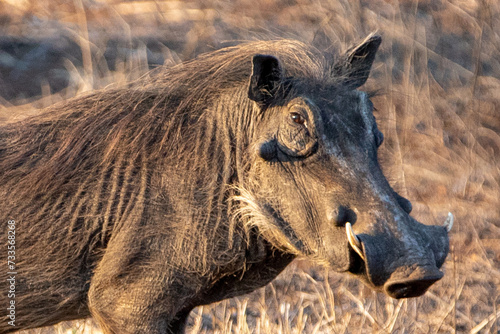 Close up of common warthog during golden hour in sub Saharan Africa photo