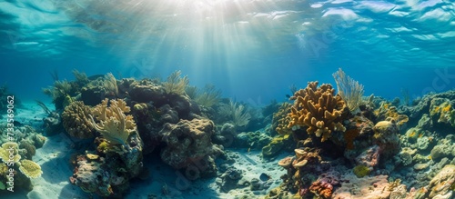 A photo of the Key Largo FL park's coral reef. photo