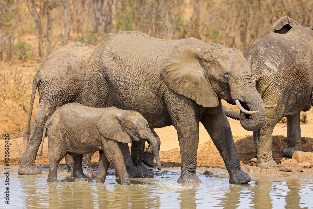 African elephant (Loxodonta africana) cow with calf at a waterhole, Kruger National park, South Africa.