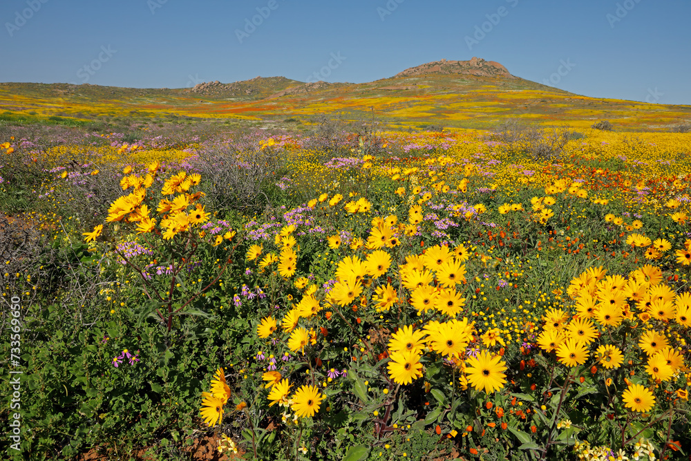 Colorful spring blooming wildflowers, Namaqualand, Northern Cape, South Africa.