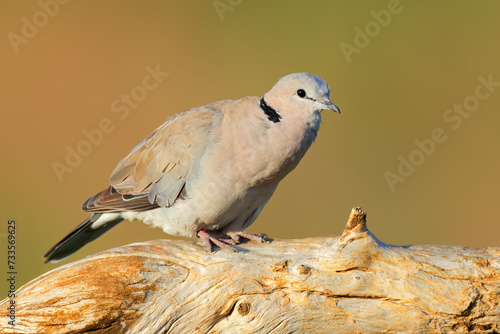 A Cape turtle dove (Streptopelia capicola) perched on a branch, South Africa.