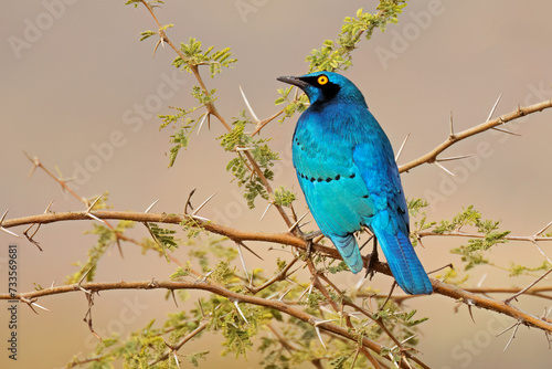 An greater blue-eared starling (Lamprotornis chalybaeus) perched on a branch, Kruger National Park, South Africa.