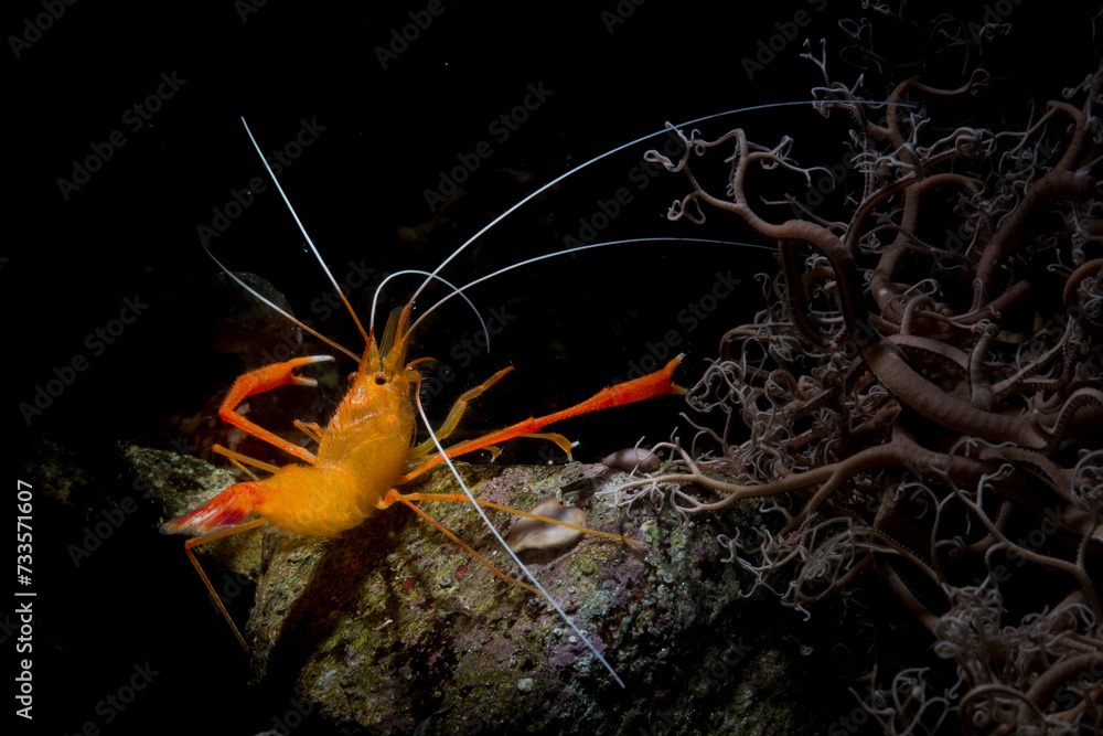 Boxer shrimp, Stenopus spinosus, Crustacea, Decapoda. Gambero meccanico