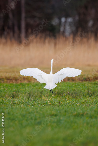 Canvastavla white heron spread his wings wide open, view from backside